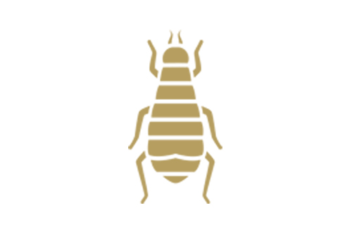 Fleas Pest Control in Hatfield and across Hertfordshire