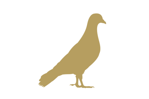 Pigeon Pest Control in Hatfield and across Hertfordshire
