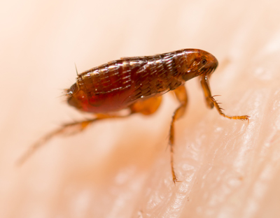 Fleas - Quality Pest Control Across Hatfield, Hertfordshire & North London