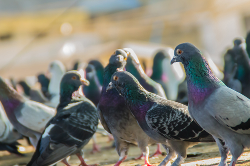 Pigeon Removal & Prevention Hatfield - Quality Pest Control Across Hatfield, Hertfordshire & North London