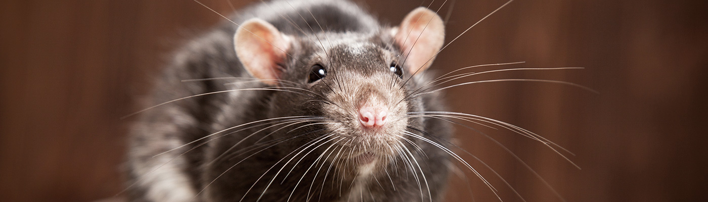 Rat Control Near Me In Hatfield and Hertfordshire