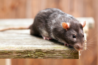Rats - Quality Pest Control Across Hatfield, Hertfordshire & North London