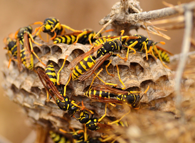 Wasps - Quality Pest Control Across Hatfield, Hertfordshire & North London